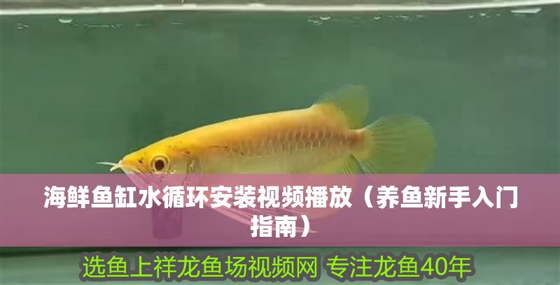 海鮮魚缸水循環安裝視頻播放（養魚新手入門指南）