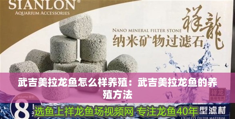 武吉美拉龍魚怎么樣養殖：武吉美拉龍魚的養殖方法