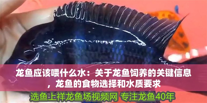 龍魚應該喂什么水：關于龍魚飼養的關鍵信息，龍魚的食物選擇和水質要求