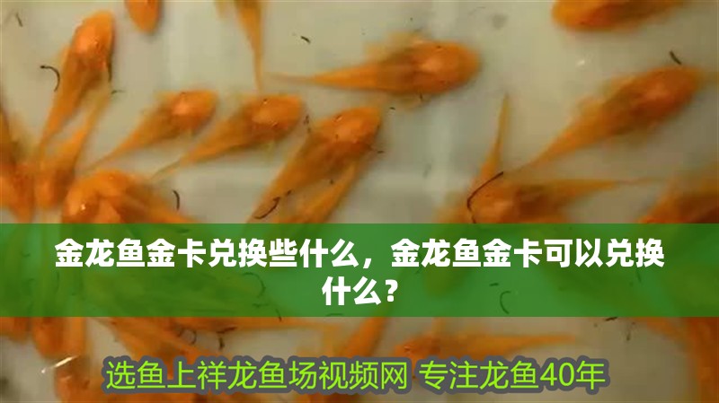 金龍魚金卡兌換些什么，金龍魚金卡可以兌換什么？