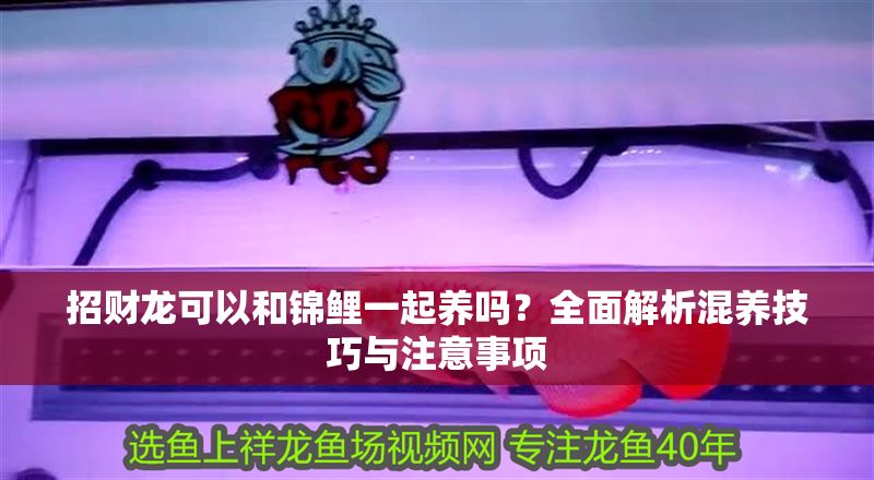 招財龍可以和錦鯉一起養嗎？全面解析混養技巧與注意事項