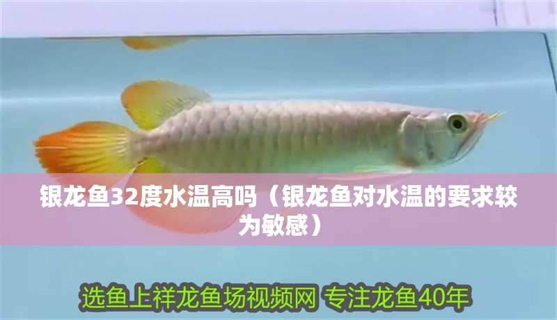 銀龍魚32度水溫高嗎（銀龍魚對(duì)水溫的要求較為敏感）
