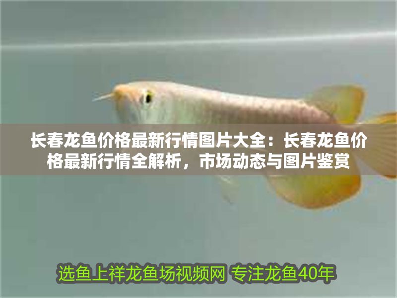 長春龍魚價格最新行情圖片大全：長春龍魚價格最新行情全解析，市場動態與圖片鑒賞