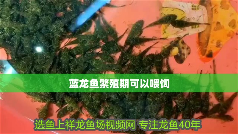 藍龍魚繁殖期可以喂飼
