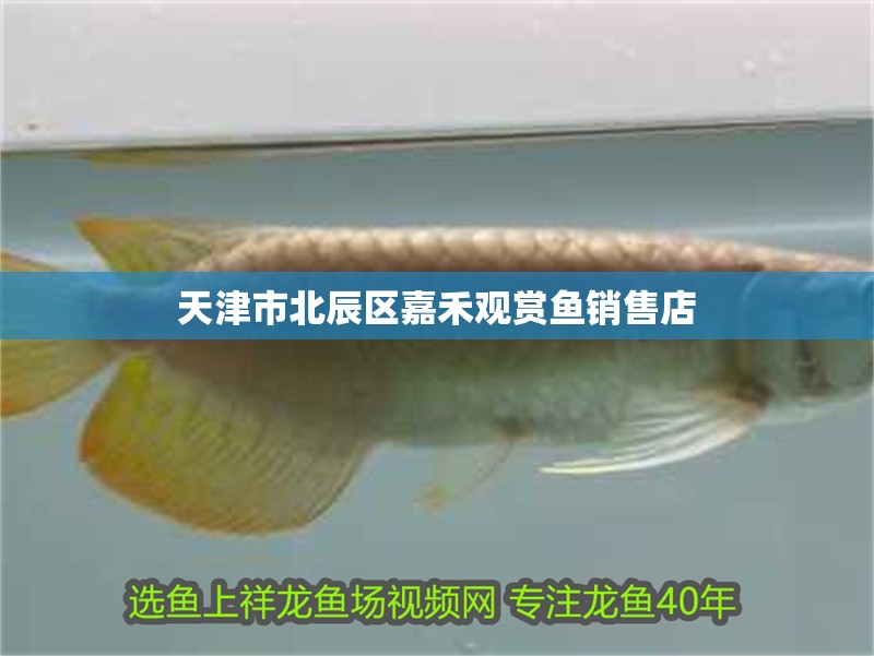 天津市北辰區(qū)<strong><mark>嘉禾</mark></strong>觀賞魚銷售店