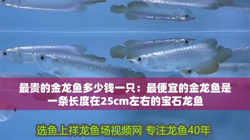 最貴的金龍魚多少錢一只：最便宜的金龍魚是一條長度在25cm左右的寶石龍魚