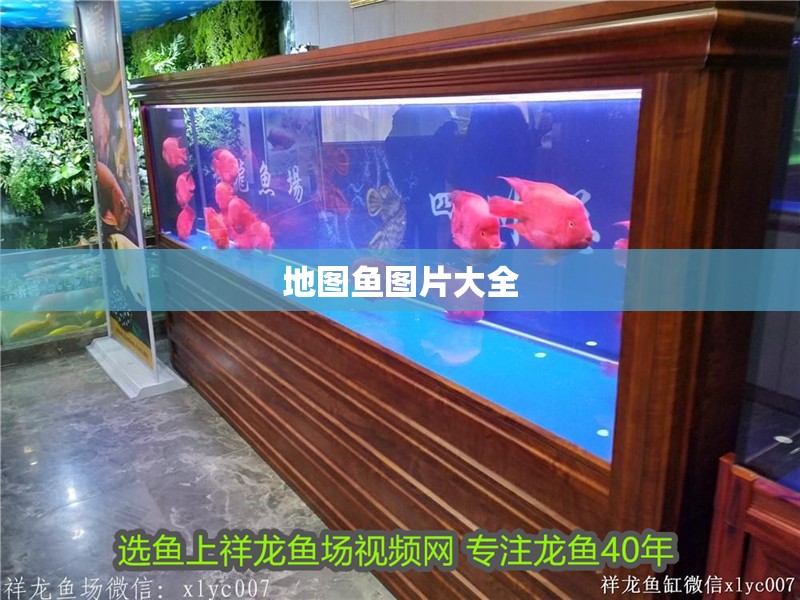地圖魚圖片大全