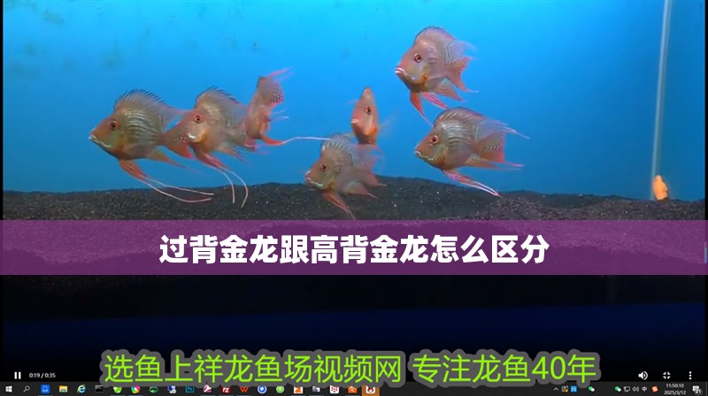 過背金龍跟高背金龍怎么區分