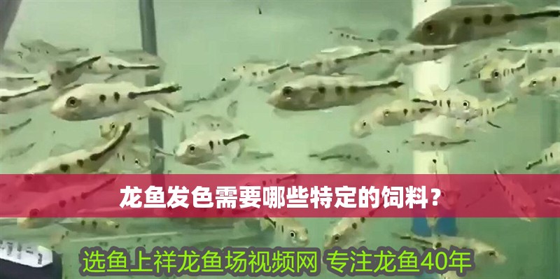龍魚發色需要哪些特定的飼料？