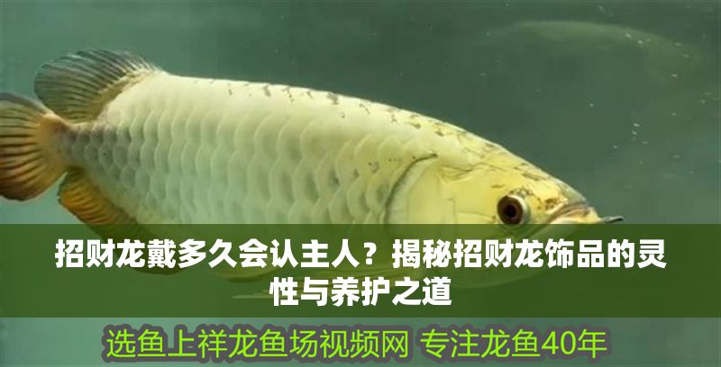 招財龍戴多久會認主人？揭秘招財龍飾品的靈性與養護之道