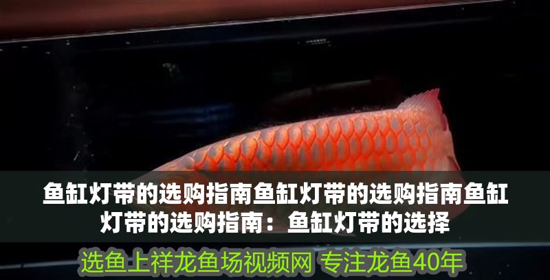 魚缸燈帶的選購指南魚缸燈帶的選購指南魚缸燈帶的選購指南：魚缸燈帶的選擇