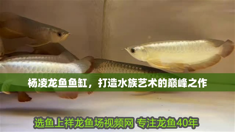 給大魚(yú)缸換水的作文:體驗(yàn)給大魚(yú)缸換水的樂(lè)趣:體驗(yàn)給大魚(yú)缸換水:給大魚(yú)缸換水的作文 楊凌龍魚(yú)魚(yú)缸,打造水族藝術(shù)的巔峰之作 魚(yú)缸百科 楊凌龍魚(yú)魚(yú)缸,打造水族藝術(shù)的巔峰之作 楊凌龍魚(yú)魚(yú)缸,打造水族藝術(shù)的巔峰之作 魚(yú)缸百科