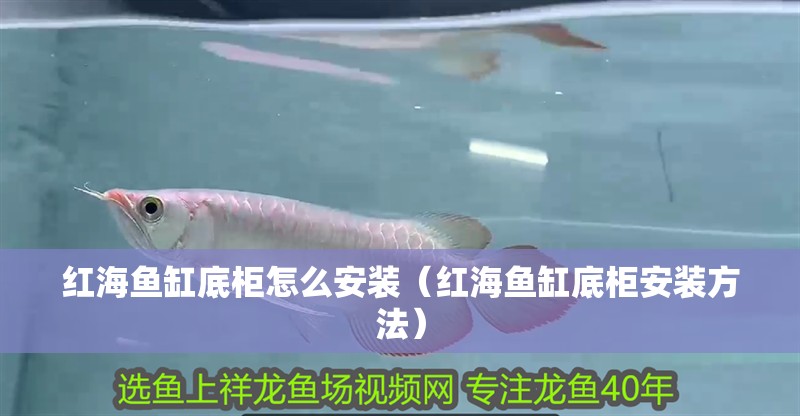 紅海魚缸底柜怎么安裝（紅海魚缸底柜安裝方法）