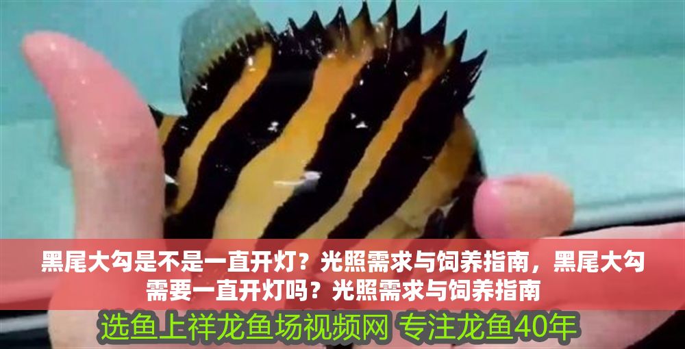 黑尾大勾是不是一直開燈？光照需求與飼養(yǎng)指南，黑尾大勾需要一直開燈嗎？光照需求與飼養(yǎng)指南