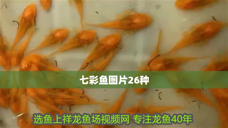 七彩魚圖片26種