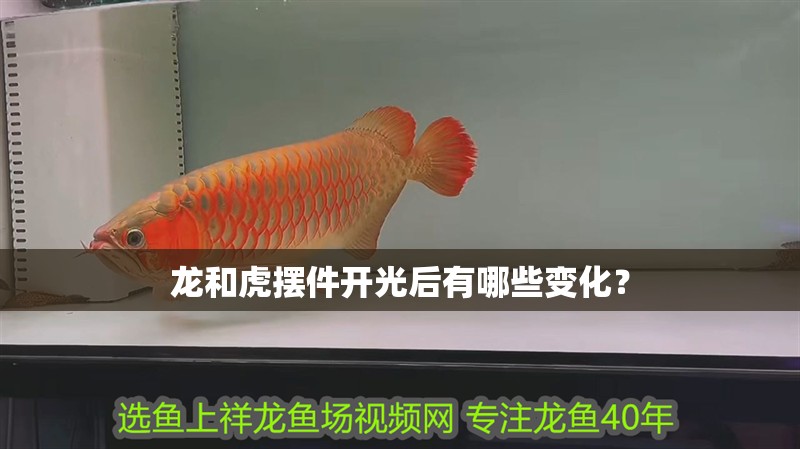 龍和虎擺件開光后有哪些變化？