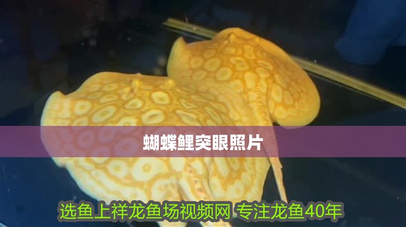 蝴蝶鯉突眼照片