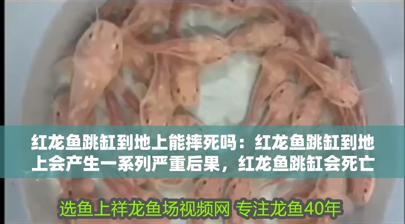 紅龍魚跳缸到地上能摔死嗎：紅龍魚跳缸到地上會產生一系列嚴重后果，紅龍魚跳缸會死亡