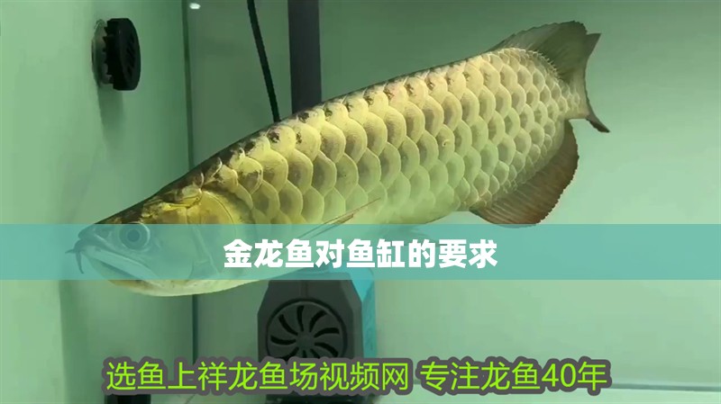 金龍魚對魚缸的要求