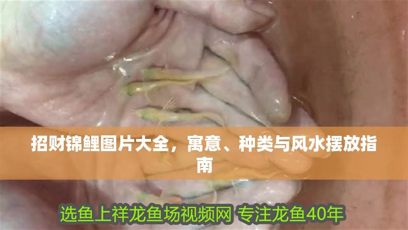 招財(cái)錦鯉圖片大全，寓意、種類與風(fēng)水?dāng)[放指南