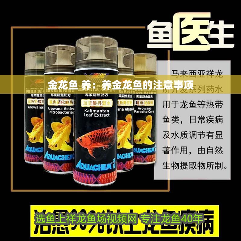金龍魚 養(yǎng)：養(yǎng)金龍魚的注意事項(xiàng)
