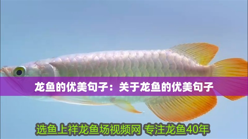 龍魚的優(yōu)美句子：關(guān)于龍魚的優(yōu)美句子