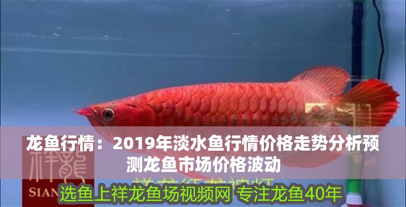 龍魚行情：2019年淡水魚行情價(jià)格走勢(shì)分析預(yù)測(cè)龍魚市場(chǎng)價(jià)格波動(dòng)