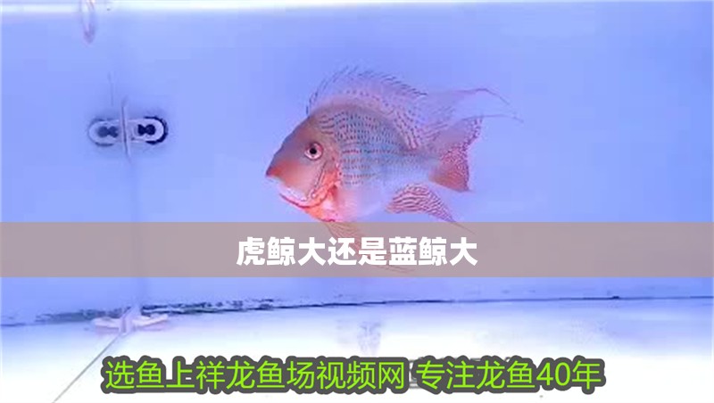 虎鯨大還是藍鯨大