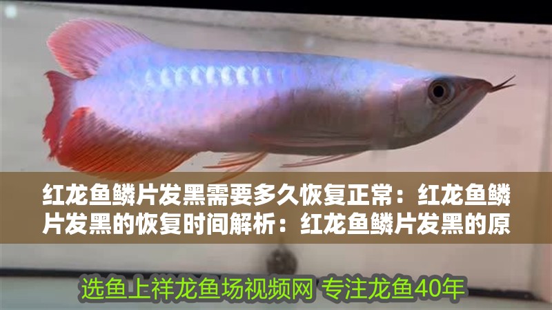 紅龍魚鱗片發黑需要多久恢復正常：紅龍魚鱗片發黑的恢復時間解析：紅龍魚鱗片發黑的原因