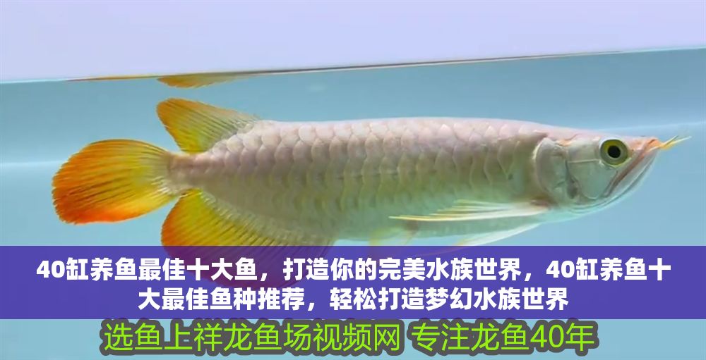 40缸養(yǎng)魚最佳十大魚，打造你的完美水族世界，40缸養(yǎng)魚十大最佳魚種推薦，輕松打造夢幻水族世界