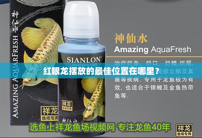 紅眼龍擺放的最佳位置在哪里？