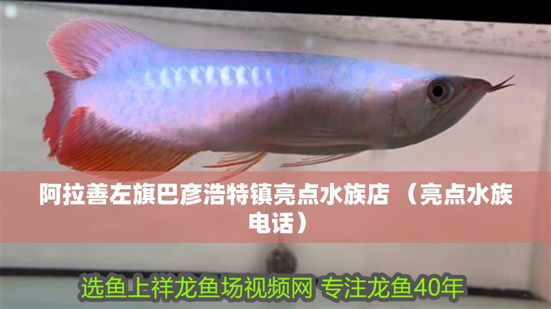 阿拉善左旗巴彥浩特鎮亮點水族店 （亮點水族電話）