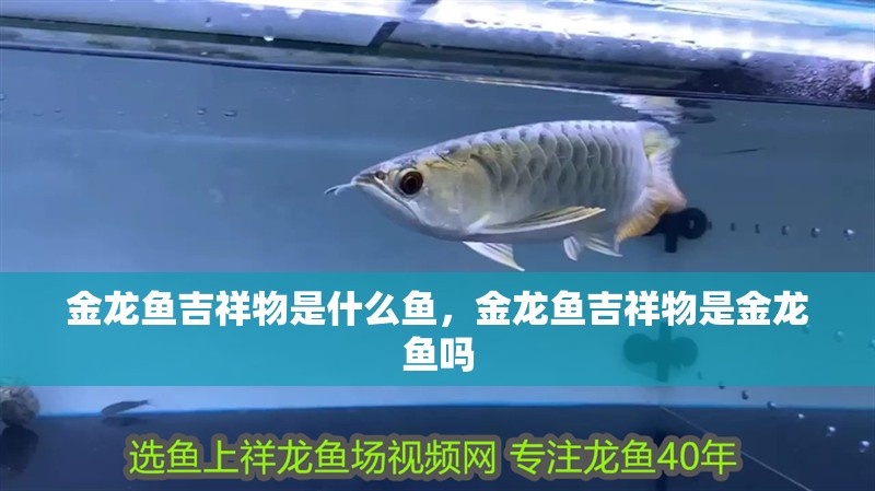 金龍魚吉祥物是什么魚，金龍魚吉祥物是金龍魚嗎
