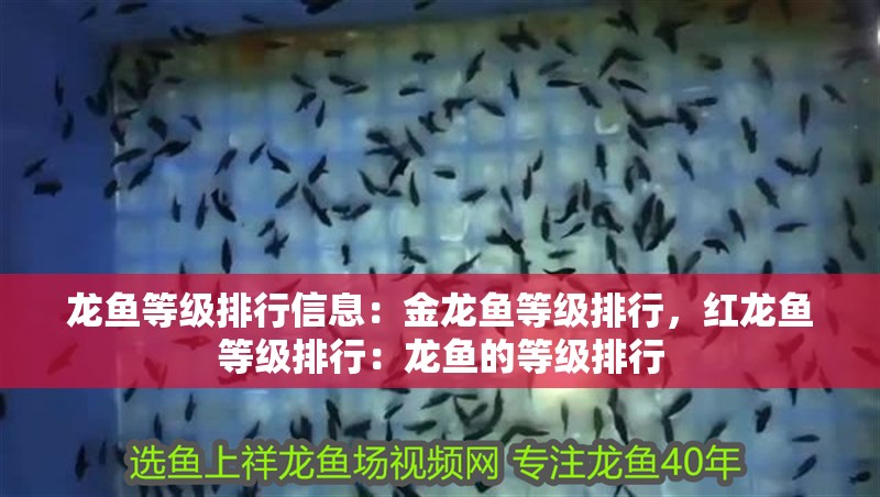 龍魚等級排行信息：金龍魚等級排行，紅龍魚等級排行：龍魚的等級排行