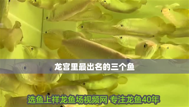 魚缸造景先放沙還是先放水(魚缸造景先鋪沙還是先放石頭) 龍宮里最出名的三個魚 龍魚論壇 龍宮里最出名的三個魚 龍宮里最出名的三個魚 龍魚論壇