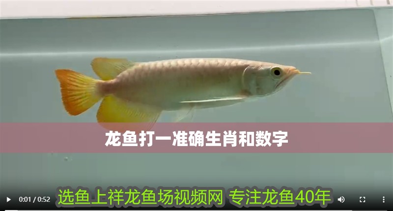 龍魚打一準確生肖和數字