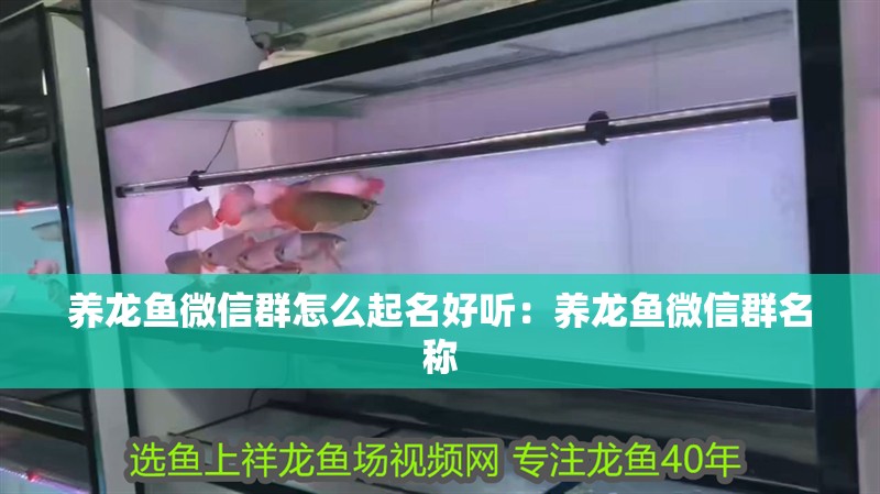 養龍魚微信群怎么起名好聽：養龍魚微信群名稱
