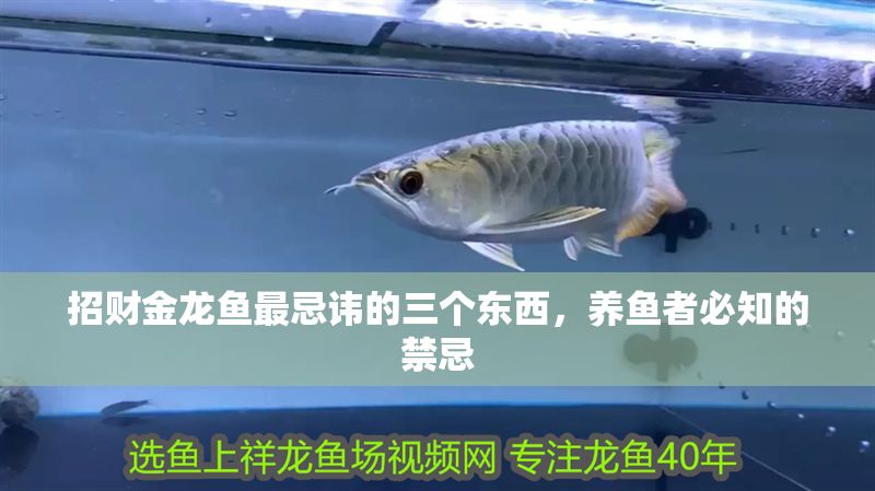 招財(cái)金龍魚(yú)最忌諱的三個(gè)東西，養(yǎng)魚(yú)者必知的禁忌