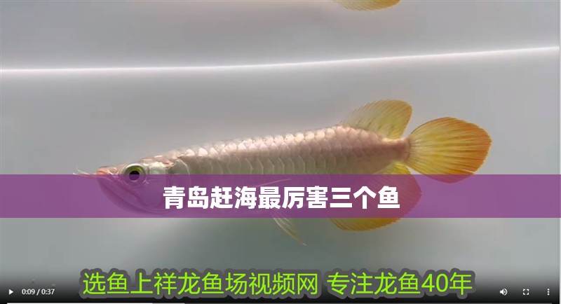 青島趕海最厲害三個(gè)魚