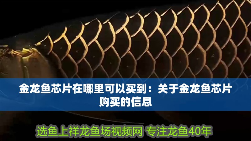 金龍魚芯片在哪里可以買到：關于金龍魚芯片購買的信息