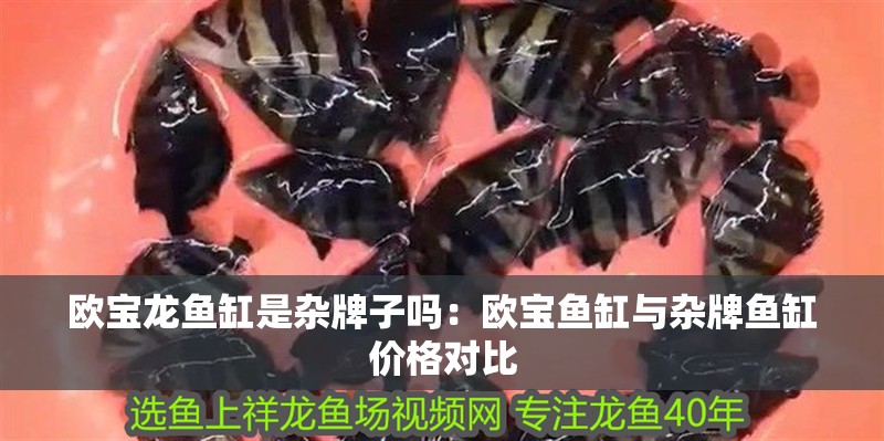 歐寶龍魚缸是雜牌子嗎：歐寶魚缸與雜牌魚缸價格對比