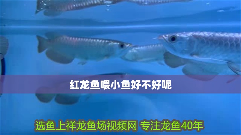 紅龍魚喂小魚好不好呢