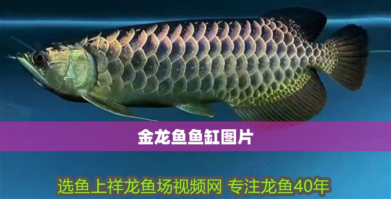 金龍魚魚缸圖片