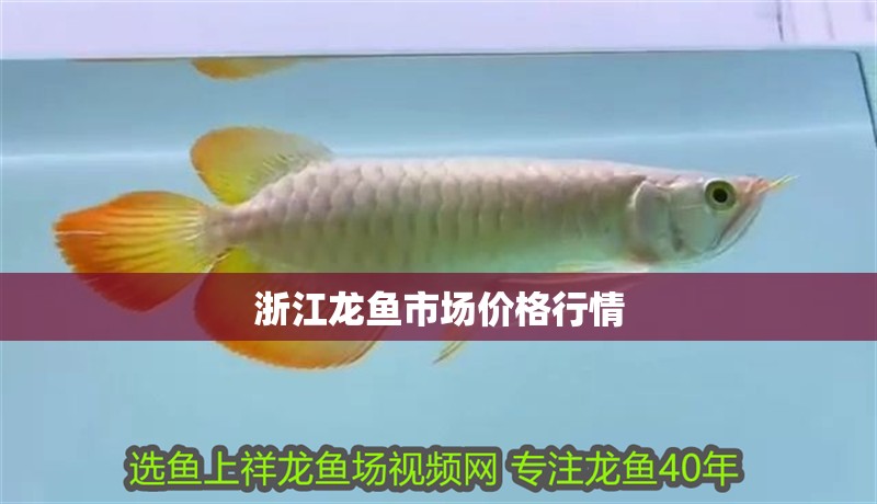 <strong><mark>浙江</mark></strong>龍魚市場價格行情