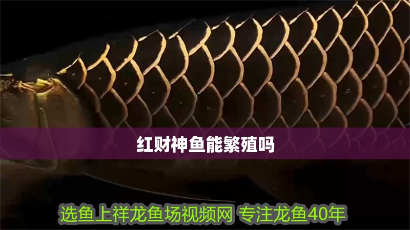 紅財神魚能繁殖嗎