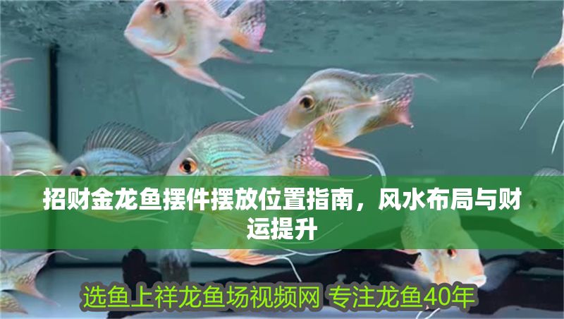 招財(cái)金龍魚擺件擺放位置指南，風(fēng)水布局與財(cái)運(yùn)提升