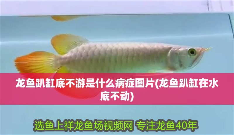 龍魚趴缸底不游是什么病癥圖片(龍魚趴缸在水底不動)