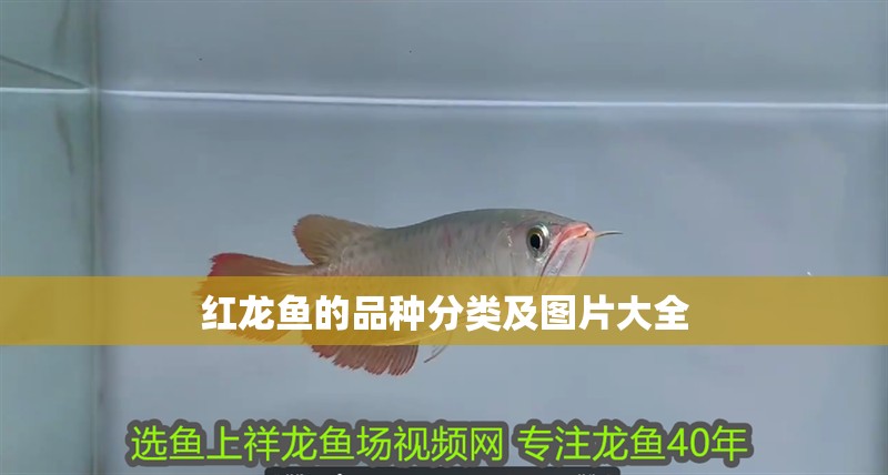 紅龍魚的品種分類及圖片大全