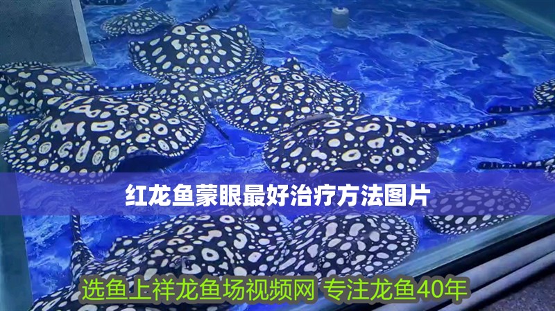 紅龍魚蒙眼最好治療方法圖片