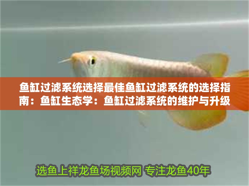 魚缸過濾系統(tǒng)選擇最佳魚缸過濾系統(tǒng)的選擇指南：魚缸生態(tài)學：魚缸過濾系統(tǒng)的維護與升級